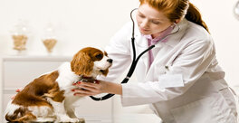 Veterinary Doctor