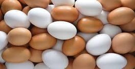 Egg Wholesaler