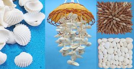 Shell Craft